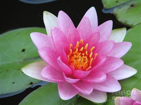 Scopri le piante acquatiche della rubrica giardino che producono dei bellissimi fiori blu e divertiti a leggere nelle schede di approfondimento tutti gli accorgimenti per coltivare in maniera corretta. Pink Waterlily Flower Digital Art by Eva Kaufman