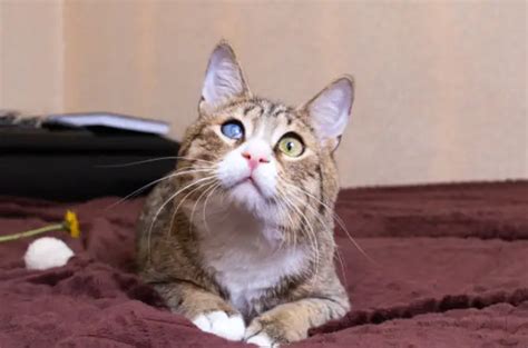 Pets devotee