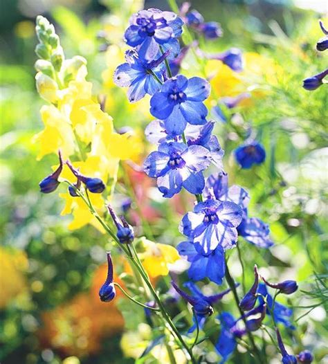 17 Of The Best Annual Plant Pairings For Summer Long Color Annual