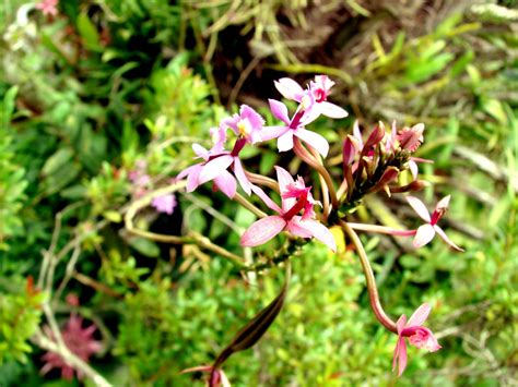 Small Magenta Orchid Free Photo Download Freeimages