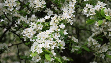 Gathered in the wild during spring and summer in the forest region. White Flowering Tree Identification | Garden Guides