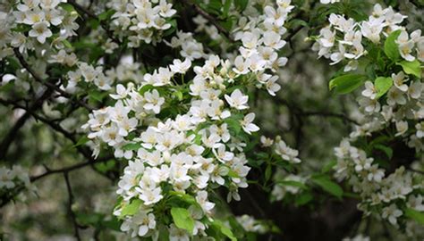 If you plan your garden landscape well, you can have various magnolia trees belong to the flowering plant family magnoliaceae. White Flowering Tree Identification | Garden Guides