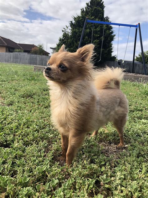 Why buy a chihuahua puppy for sale if you can adopt and save a life? Chihuahua (dog) - Wikipedia