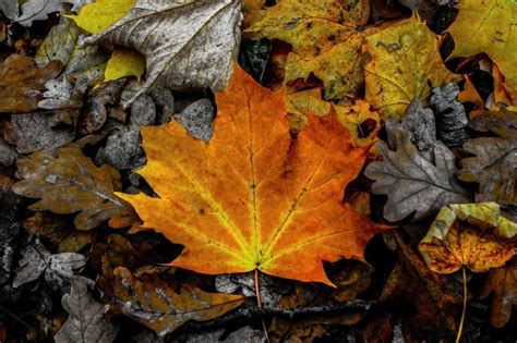 Fay3 صور لـ الخريف اللون ورقة الشجر كئيب التباين اوراق اشجار