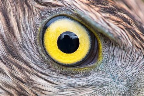 A Birds Eye View Meaning And Origin Revealed A Z Animals
