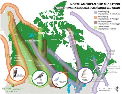 Ncc On The Flyway To Home Get To Know Canadas Migratory Birds