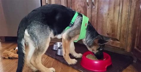 Owning a large breed dog comes with large responsibilities, especially when it comes to choosing the best large breed dog food. Dog Product Picker: 5 Best Dog Food for German Shepherds ...