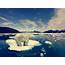 Melting Ice Polar Bear On 206311jpg  Greenpeace USA
