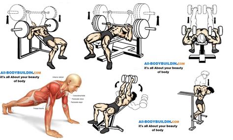 The Top 5 Chest Muscle Exercises All
