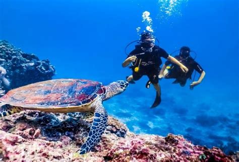 Koh Samui Scuba Diving An Interesting Experience In The South Of Thailand Asia Travel Blog