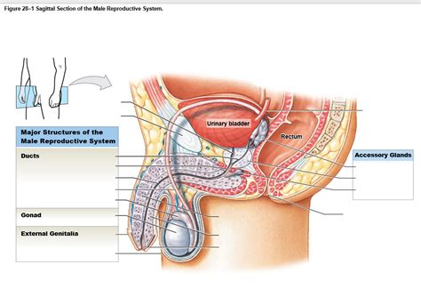 Male Anatomy Diagram Male Reproductive System In Sagittal Section