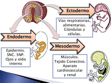 Histoembriología Resumen Del Origen Embrionario De Los Tejidos