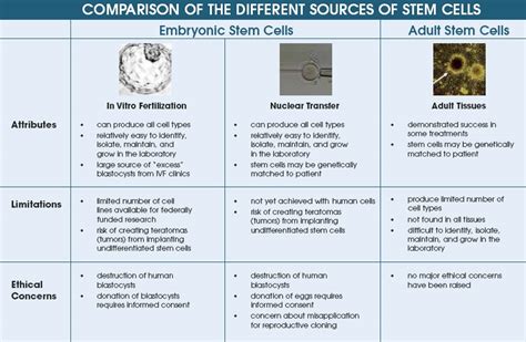 Different Sources Of Stem Cells Biology
