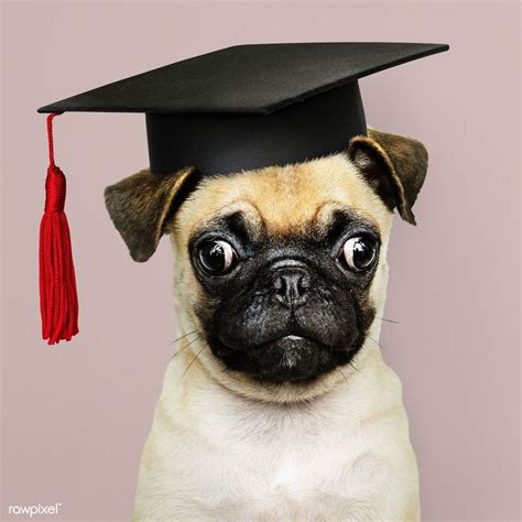 Cute Pug Puppy In A Graduation Cap Premium Image By