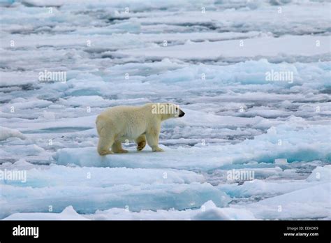 Polar Bear Ursus Maritimus Thalarctos Maritimus Walking On Pack Ice