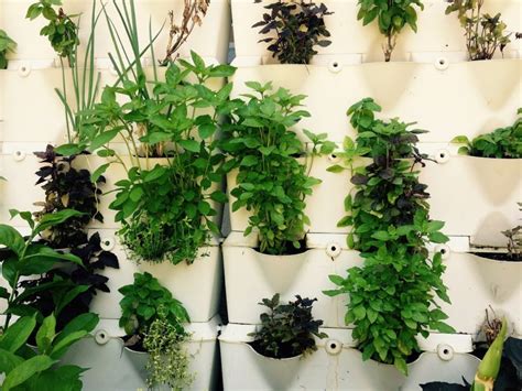 5 Essential Tips For Cultivating An Apartment Herb Garden Garden And