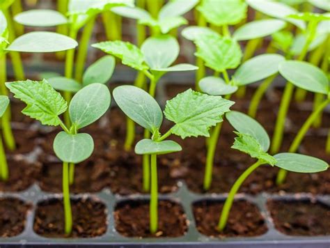 How To Germinate Cucumber Seeds Overnight Hunker