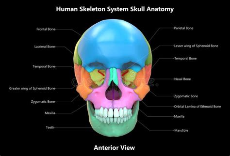 Anterior Skull Base Anatomy