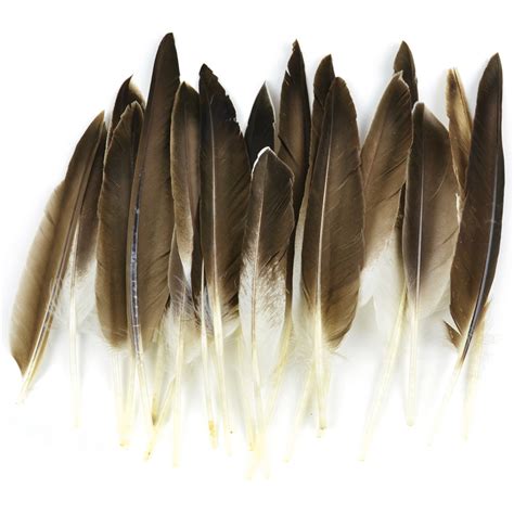 Duck Wing Quill Feathers 22pkg Natural 38191 684653381916 Ebay