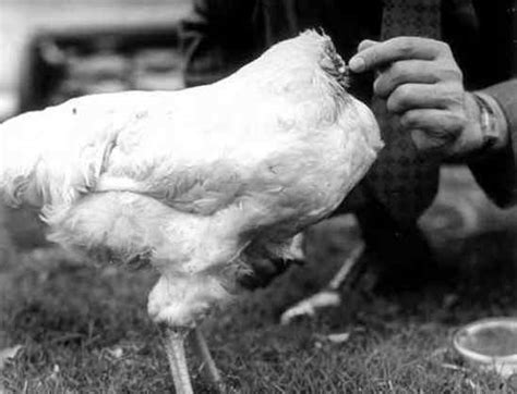 The average chicken will live for anywhere from three to seven years. 10 More Things You Ought To Know - Listverse