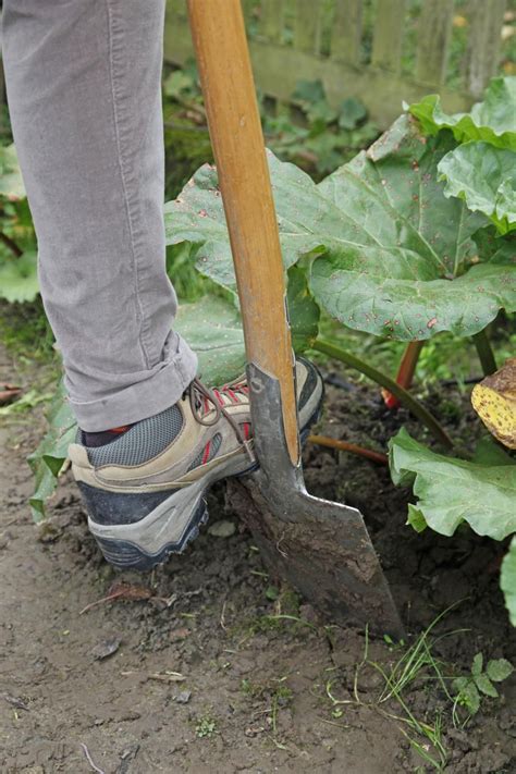 Rhabarber ist nicht nur eine herbe rosa pflanze, die mit erdbeeren in torte geht. So vermehren Sie Rhabarber durch Teilung | Pflanzen ...