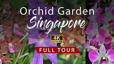 National Orchid Garden Singapore Full Tour 4k Youtube