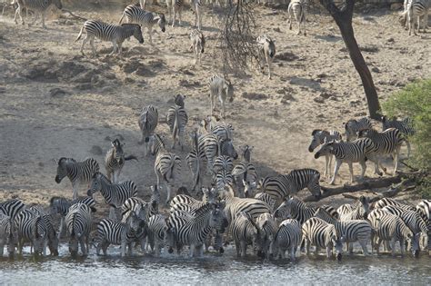 See This Annual Zebra Migration During Great Zebra Exodus On