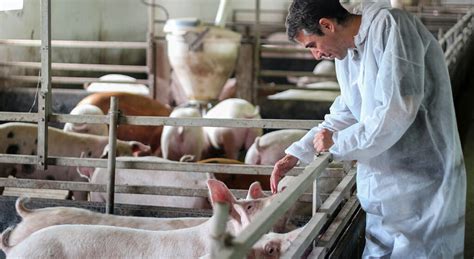 Revisión De Procesos En Una Granja Porcina Aseporc