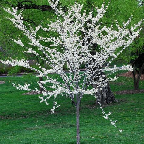 Royal White Redbud Royal White Redbud Tree — Plantingtree