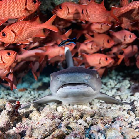 Dancing With Sharks Incredible Underwater Photography By Juan