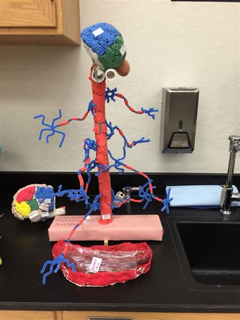 Nervous system model | Maqueta del sistema nervioso, Maqueta cuerpo