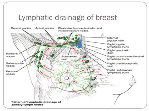 And over the last ten years, it's been proven. BREASTS; EVERYONE HAS THEM. DO YOU KNOW HOW THEY WORK ...