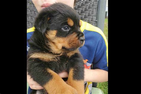 Twin Oak Yorkies Rottweiler Puppies For Sale Born On 01162021