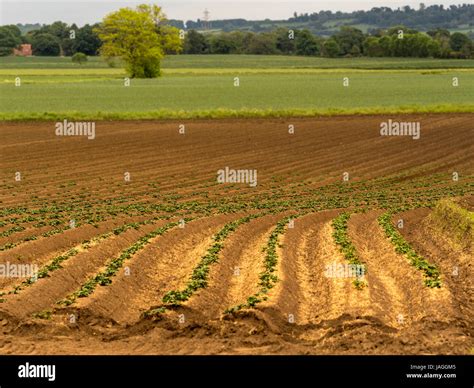 Potato Plants Hi Res Stock Photography And Images Alamy