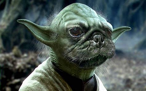 Pug Yoda Star Wars Dog Quotes Pugs