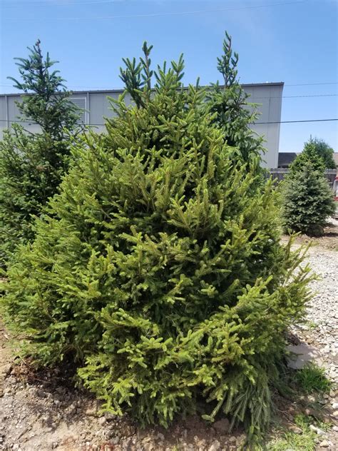 A great evergreen tree for use in landscapes, and dense, dark green needles under 1 inch long on branches that grow densely into one another. Norway Spruce Tree 7'-8'