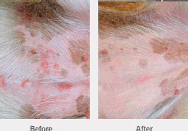 Your kitten won't like it, but a bath is probably in his future. Antibiotic injection to treat skin disease, bacterial ...