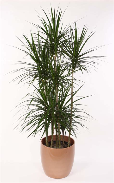 Does a dracaena plant need sunlight? Earth Day: 8 Air Purifying House Plants
