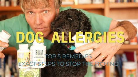 Allergies In Dogs Top 5 Remedies To Stop The Itching Veterinary