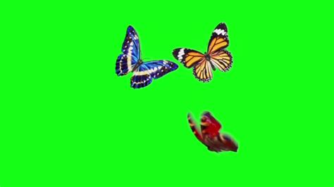 It is 100% representative of our superior high definition video quality. Tiktok real butterflies flying green screen(only free for ...