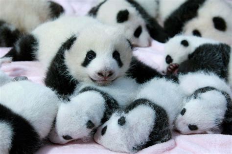 Pandas BebÉs Felices En Su Guardería 🙂