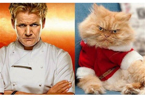 13 Famous Celebrity Cats Look Alike Stubborn Cat