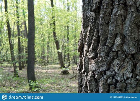 Close Up Of A Tree Bark In Spring Forest Stock Image Image Of Foliage