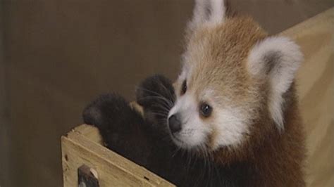 Okc Zoos Baby Red Panda Named Kaydee
