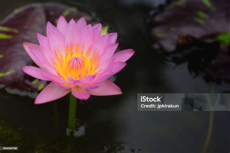 Beautiful Lotus Flower Floating On Water Stock Photo Download Image