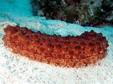 How to draw a sea cucumber step by step easy. Sea Cucumber - "OCEAN TREASURES" Memorial Library