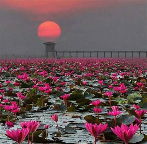 Nong Han Lake Red Lotus Sea Thailand Beautiful Sunset Beautiful World