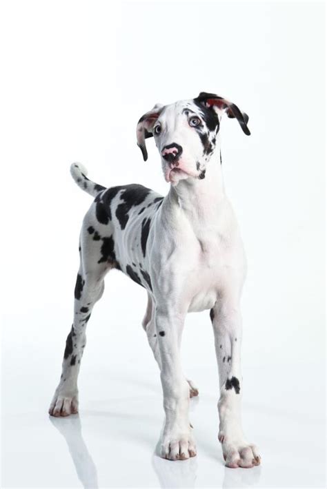 Great Dane Puppy Pictures Slideshow