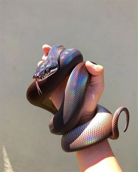 Maybe you would like to learn more about one of these? Sunbeam snake : woahdude | Cute snake, Pretty snakes ...