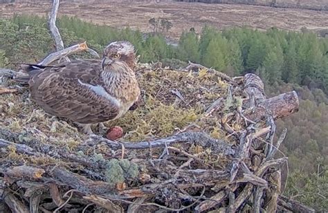 Famous Osprey Dorcha Lays First Egg Of The Season Express And Star